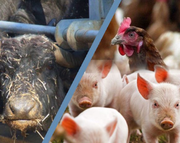 Cattivi Odori Allevamenti le Tecniche per Ridurli.