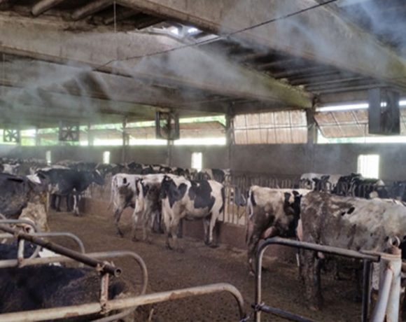 Ridurre Emissioni  Odori Per Ricoveri Bovini