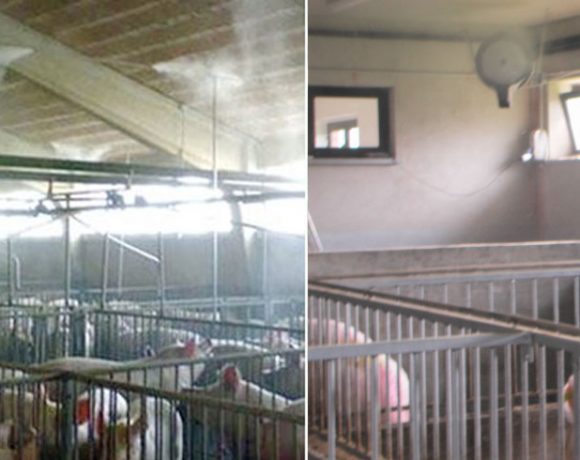 Emissioni Odori Ricoveri Suini Ecco Come Ridurli