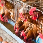 Mitigare Emissioni Odori Galline Ovaiole – Ricoveri