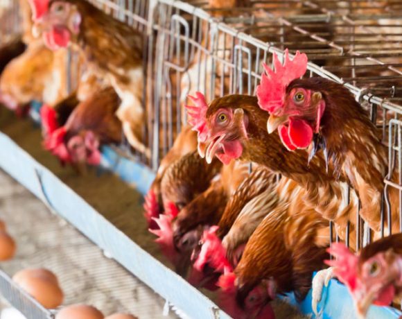 Mitigare Emissioni Odori Galline Ovaiole – Ricoveri